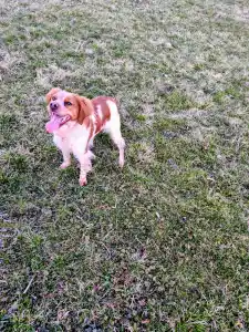Brittany Spaniel - Sofia