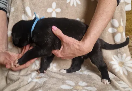 Irish Wolfhound - Bening