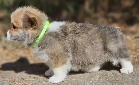 Welsh Corgi Pembroke - Thomas