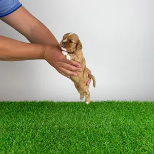 Cavalier King Charles Spaniel - Luxus