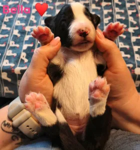 Border Collie - Bella