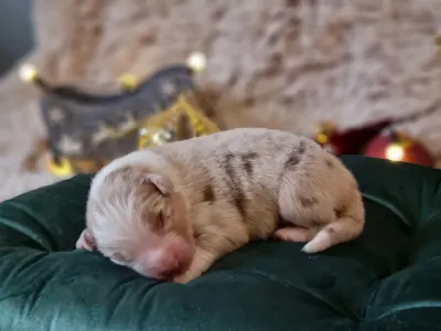 Australský ovčák - Dumuzi