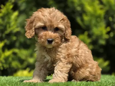 Cavapoo - Tim