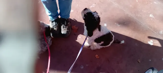 Romagna Water Dog - Lagotto Passion Aureate Eleni