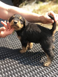 Airedale Terrier - Argo- Green