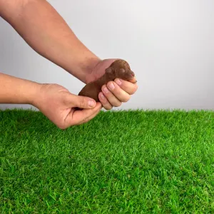 Caniche Toy - Fioretta