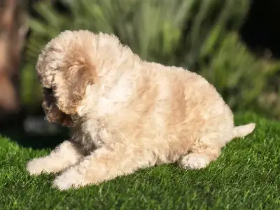 Cavapoo - Mia