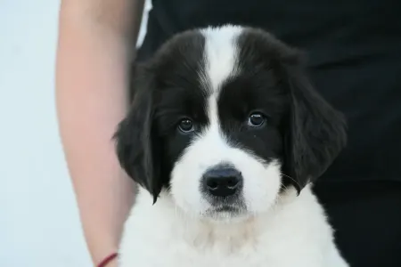 Landseer - Aslan