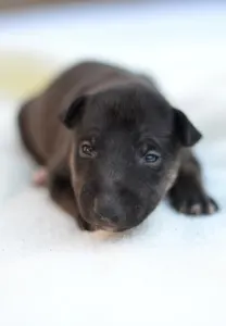 Miniature Bullterrier - Jasper