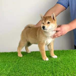 Shiba Inu - Leni