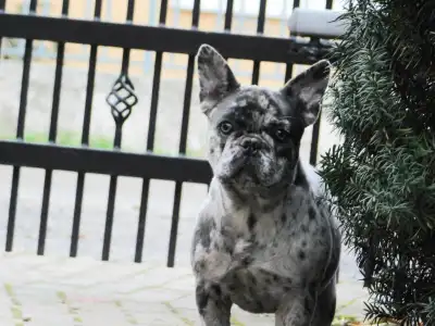 French Bulldog - Eliza 