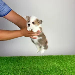 Welsh Corgi Pembroke - Chita