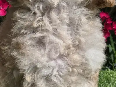 Cavapoo - Jenny