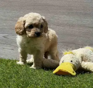 Cavapoo - Ella