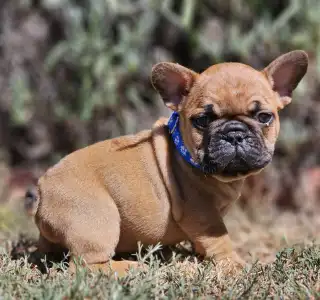 French Bulldog - Urus