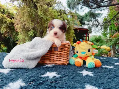 Ausztrál juhászkutya - Budnat Aussies Hey Hestia 