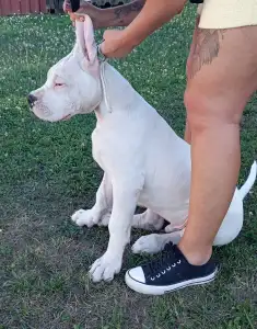 Argentin dog - Artemis Defensa Del Caballero