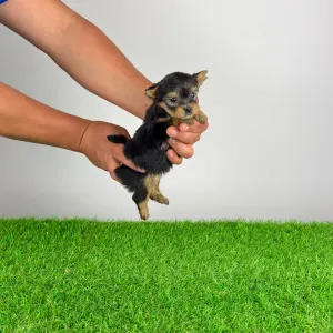 Yorkshire Terrier - Yilma
