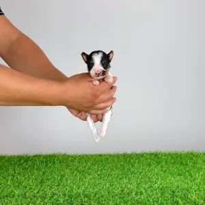 Biewer terrier - Fabio