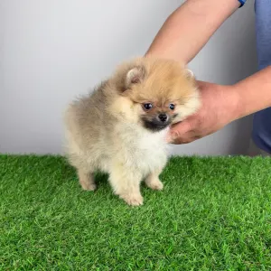 Szpic miniaturowy - Wenka