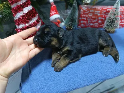 German Shepherd Dog - Kimbo