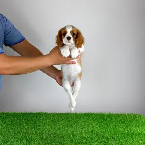 Cavalier King Charles Spaniel - Zira