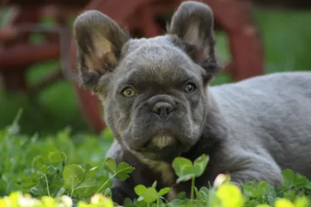 Francia bulldog - Ultor
