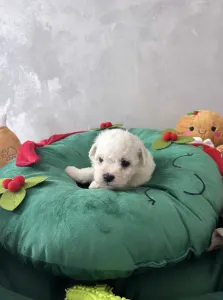 Bichon frisé - Arya