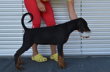 Dobermann - Falcon