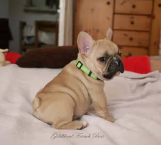 Francia bulldog - Ben