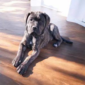 Cane Corso - Rambo