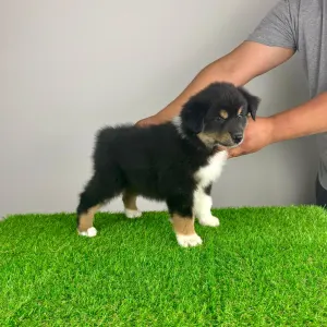 Australian Shepherd - Tyso