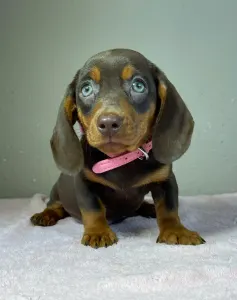 Bassotto - Charlotte