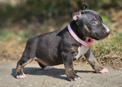 Miniatűr bullterrier - Paula 