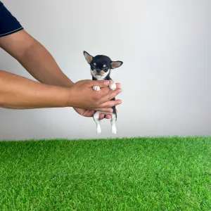 Chihuahua - Lindra