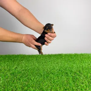 Yorkshire Terrier - Pola