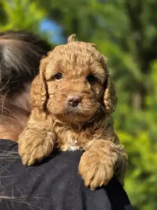 Cavapoo - Molly