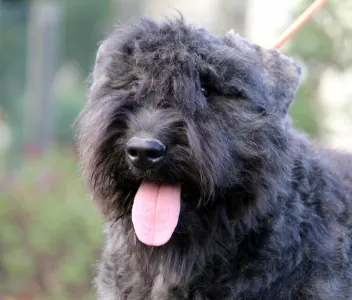 Bouvier des Flandres - Marilyn Monroe Of Pörgelóci