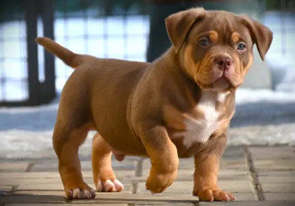 American Bully - Pocket - Winnie