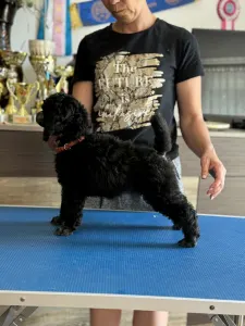 Poodle Standard - Silver Female
