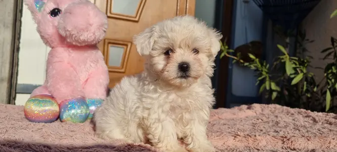Maltipoo - Holly