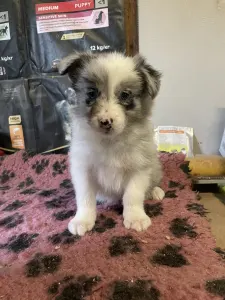 Border Collie - Blue Merle Kan 