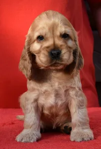 Cocker spaniel angielski - Evita From Work & Show