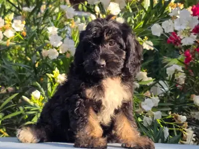 Cavapoo - Figo