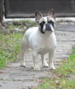 French Bulldog - Brillant Sang Royal Tina