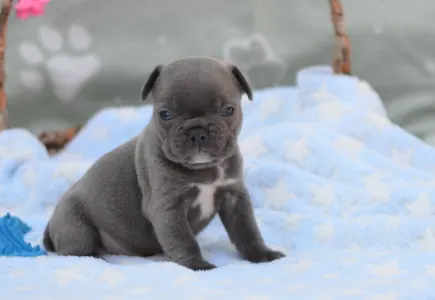 Francuski buldog - Magnus