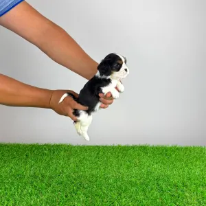 Cavalier King Charles Spaniel - Selina