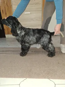 Angol Cocker spániel - Smart Cocker Star-gazing