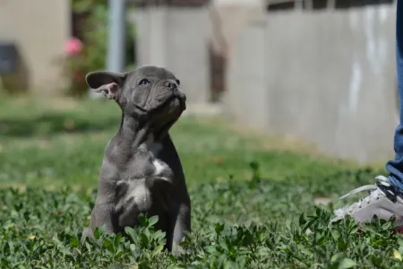 Francia bulldog - Magnus