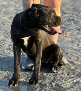 Chien de cour italien - Sonja